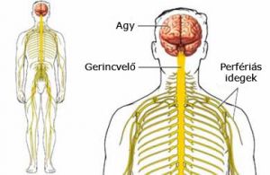 ataxia