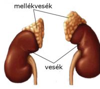 mellékvese