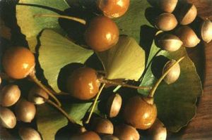 páfrányfenyő gingko biloba