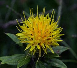Hong Hua - Cartliamus tinctorius