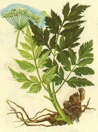 Ligusticum sinense - Kao pen