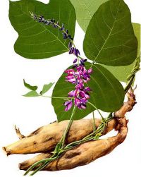 Pueraria lobata - kínai fojtóbab
