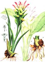 Yu Jin - Curcuma wenyujin