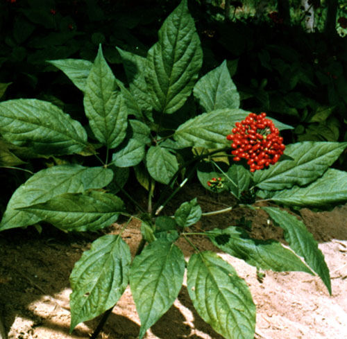 Ginseng növény