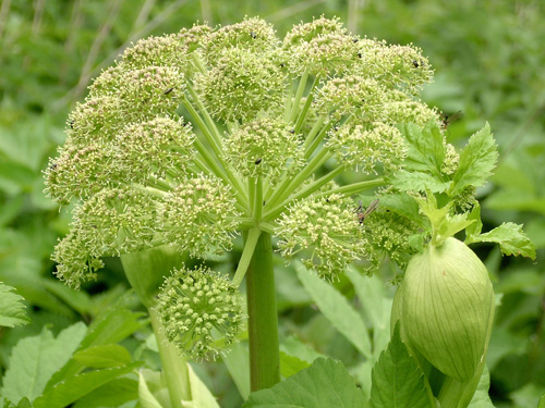angyelika