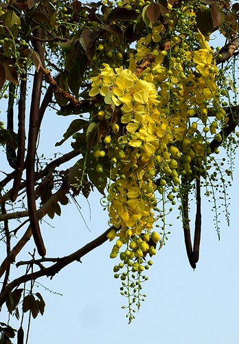 Csőkasszia termés cassia fistula