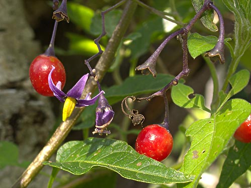 ebszőlő Solanum dulcamara