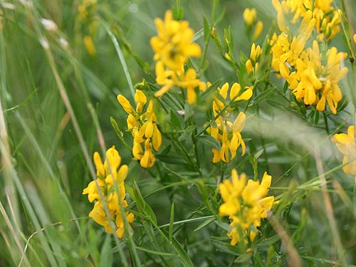 festőrekettye Genista tinctoria