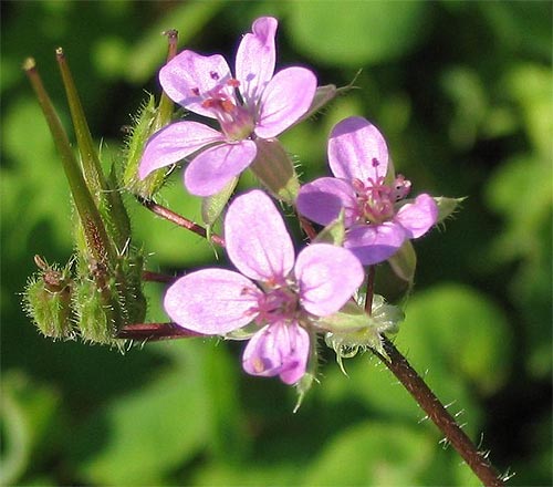 gémorrfű erodium cicutarium