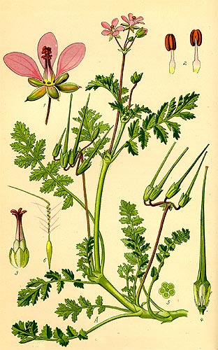 gémorrfű