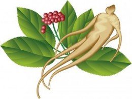 Himfygyökér