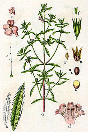 hurkafű
