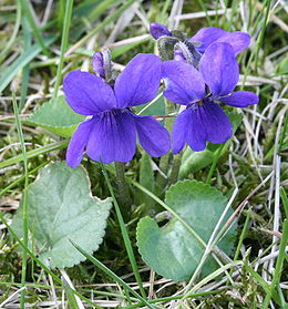 ibolya