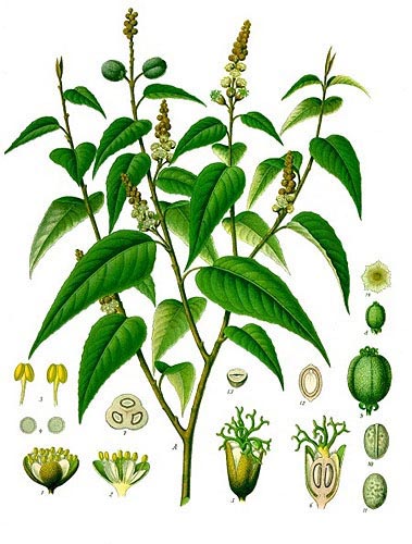kaszkarilla croton eluteria