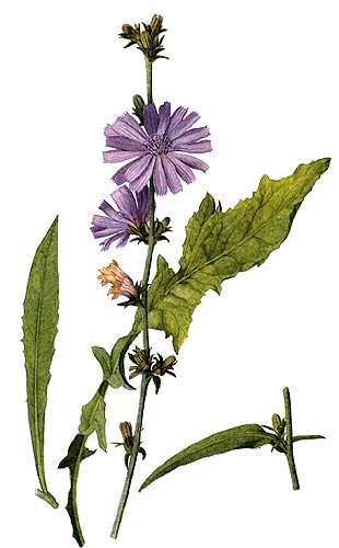 katángkóró