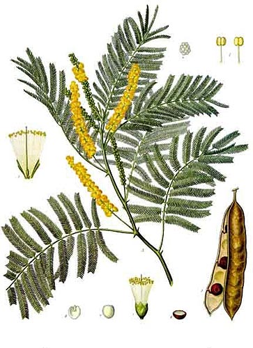 Katechu Acacia catechu