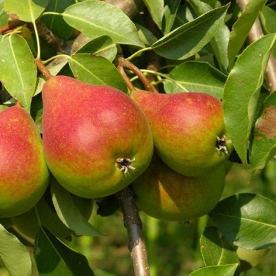 körte