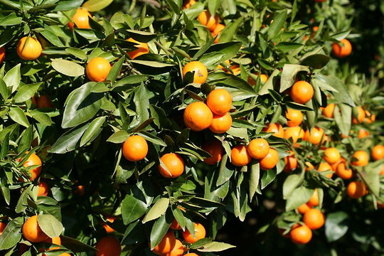 mandarin