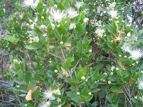 mirtusz  myrtus communis