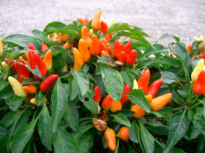 Paprika