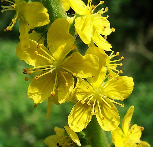 agrimonia eupatoria párlófű