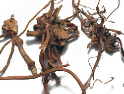 Sarsaparilla gyökér