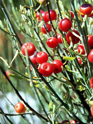 sötét csikófark (ephedra sinica)