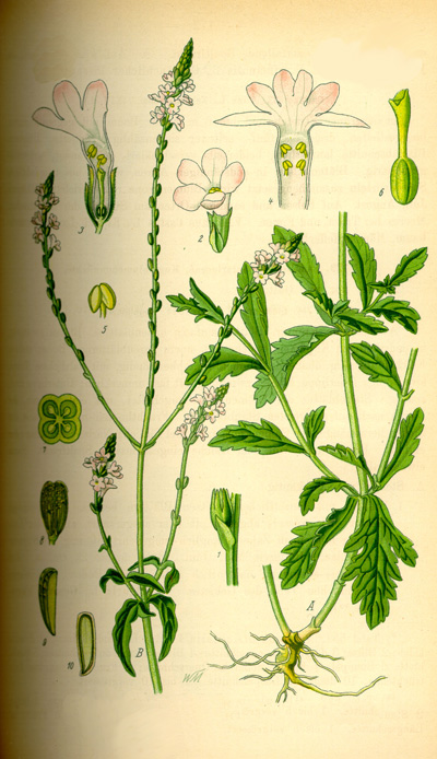 Vasfű