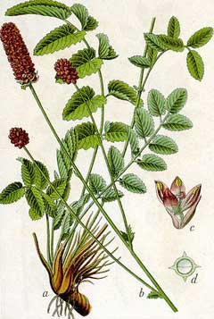 Vérfű