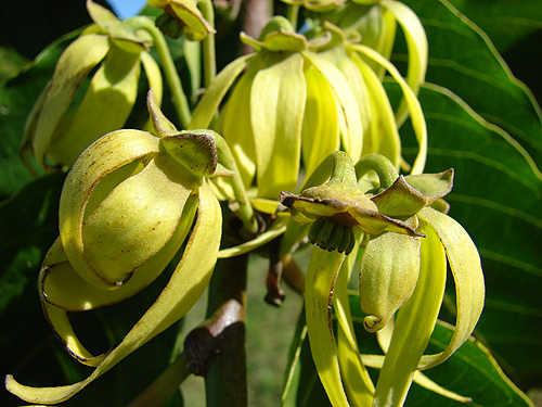 ylang-ylang