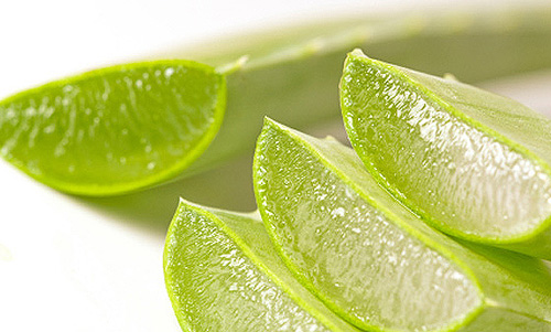 aloe vera - Lu Hui