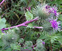 Arctium lappa - bojtorján