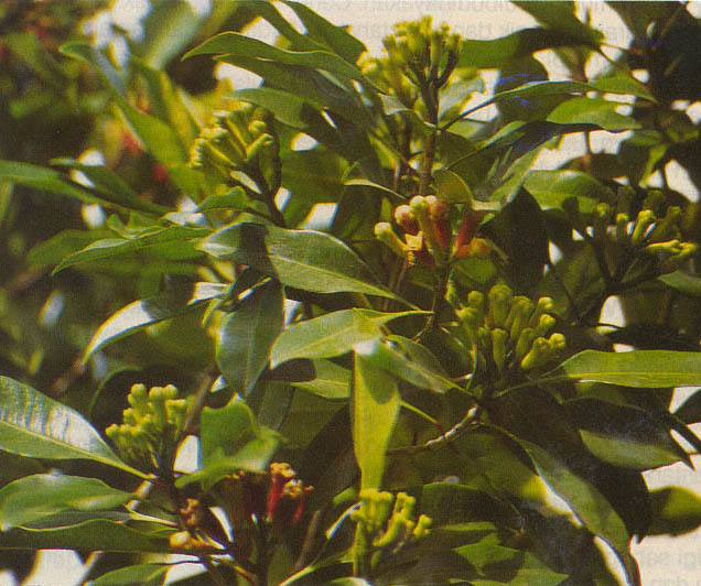 Ding Xiang - Eugenia caryophyllata