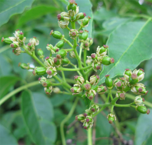 Huang Bai - Phellodendron chinense