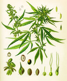 Huo Ma Ren - Cannabis sativa
