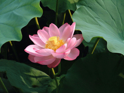 Lian Zi - Nelumbo nucifera
