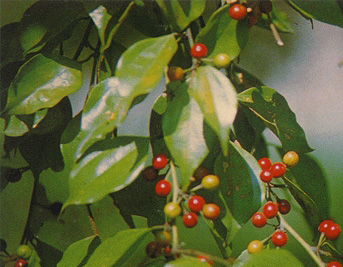 Wu Yao - Lindera aggregata
