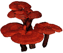 ling zhi - ganoderma lucidum