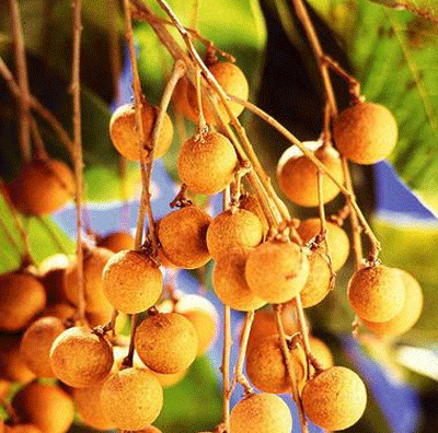 Long Yan Rou - Dimocarpus longan