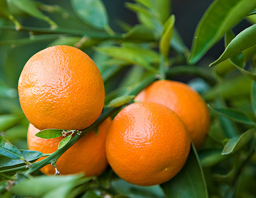 Csen Pi - Mandarin