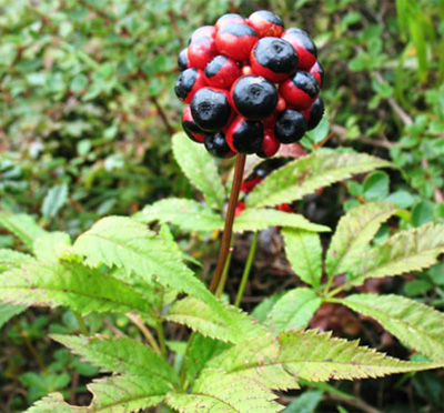 Pseudoginzeng