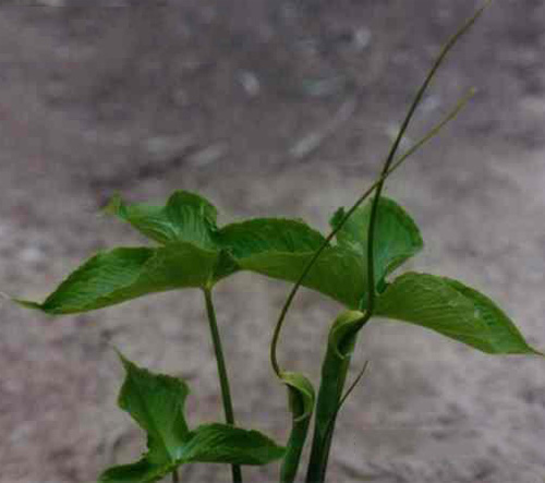 pinellia