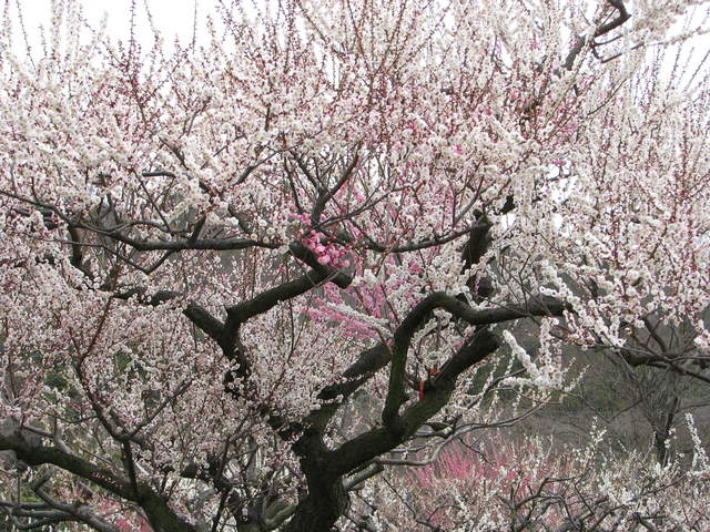 Wu Mei - Prunus mume