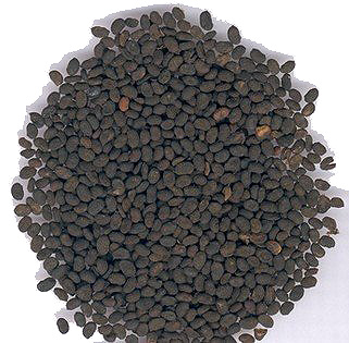 psoralea magja