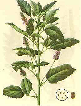 psoralea