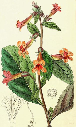 Rehmannia