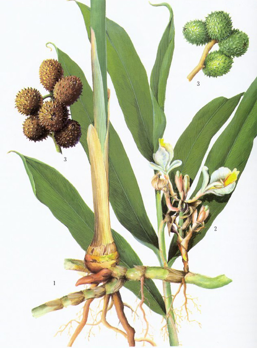 Sha Ren - Amomum villosum