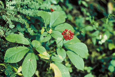 Xi Yang Shen - Panax quinquefolius