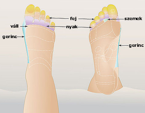 nyak reflexpontjai