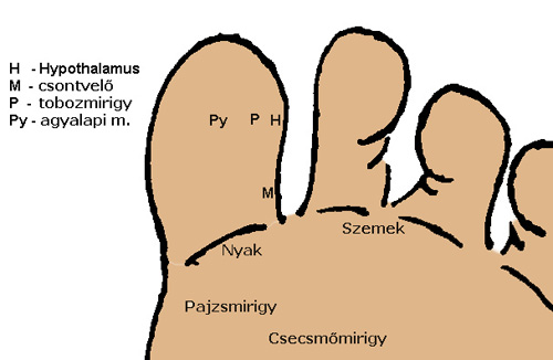 tobozmirigy reflexpontja